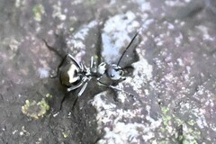 Polyrhachis