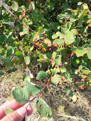 Cotoneaster melanocarpus