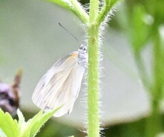 Pieris