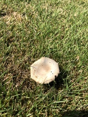 Agaricus arvensis
