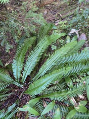 Struthiopteris spicant