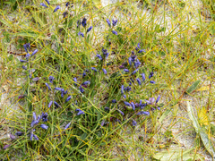 Polygala vulgaris