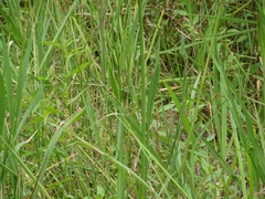 Sagittaria