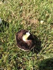 Agaricus arvensis