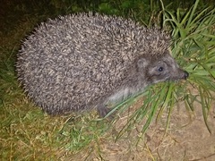 Erinaceus roumanicus