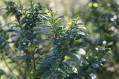 Rhamnus prinoides