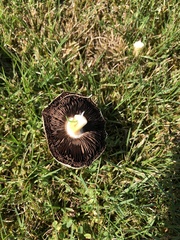 Agaricus arvensis