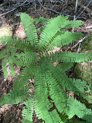 Adiantum aleuticum