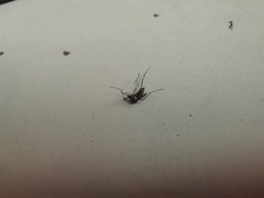 Aedes aegypti
