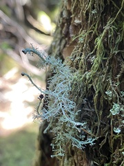 Sphaerophorus tuckermanii