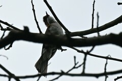 Hemixos castanonotus