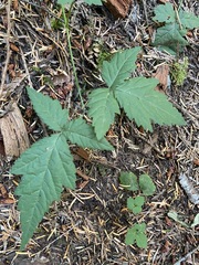 Rubus ursinus