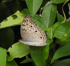 Junonia atlites