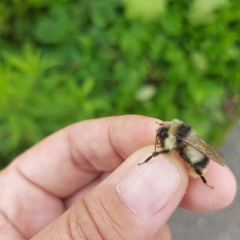 Bombus patagiatus