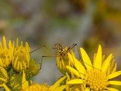 Nephrotoma appendiculata