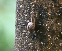 Megaustenia imperator