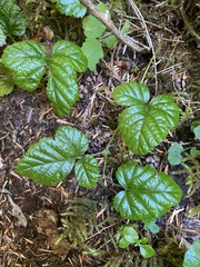 Rubus nivalis