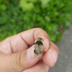 Bombus patagiatus