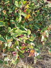 Cotoneaster melanocarpus