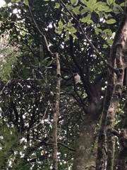 Hemiphaga novaeseelandiae novaeseelandiae