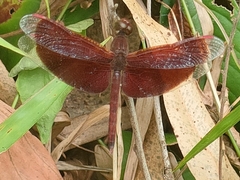 Neurothemis fluctuans