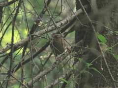 Troglodytes troglodytes