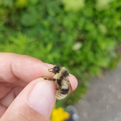 Bombus patagiatus