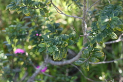 Rhamnus prinoides