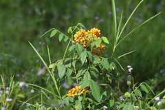Micromelum minutum