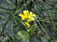 Rhamphospermum arvense