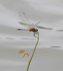 Trithemis pallidinervis