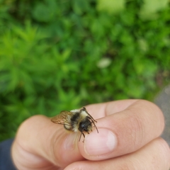 Bombus patagiatus