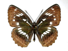 Limenitis helmanni