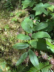 Maianthemum racemosum