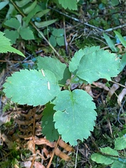 Amelanchier alnifolia