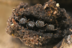Tetragonula