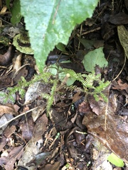 Dacrycarpus dacrydioides