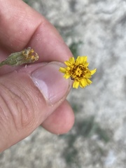 Scorzoneroides autumnalis