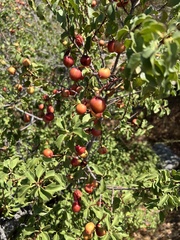 Prunus ilicifolia