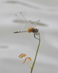 Trithemis pallidinervis