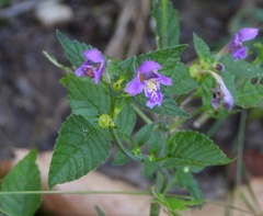 Galeopsis pubescens
