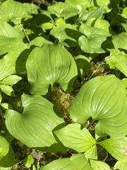 Maianthemum dilatatum