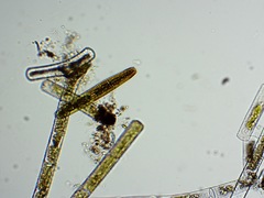 Penium margaritaceum