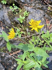 Arnica