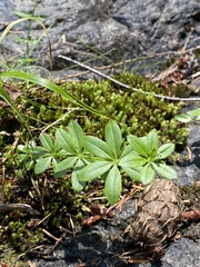 Galium triflorum