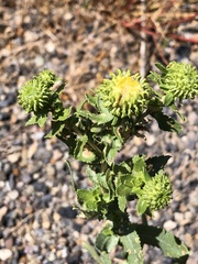 Grindelia squarrosa