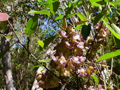 Dodonaea polyandra