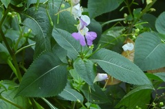Impatiens balfourii