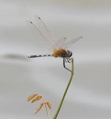 Trithemis pallidinervis