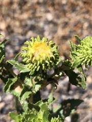 Grindelia squarrosa